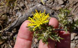 Image of Berkheya pinnatifida subsp. pinnatifida