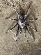 Image of African Horned Baboon Tarantula