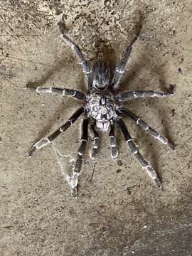 Image of African Horned Baboon Tarantula