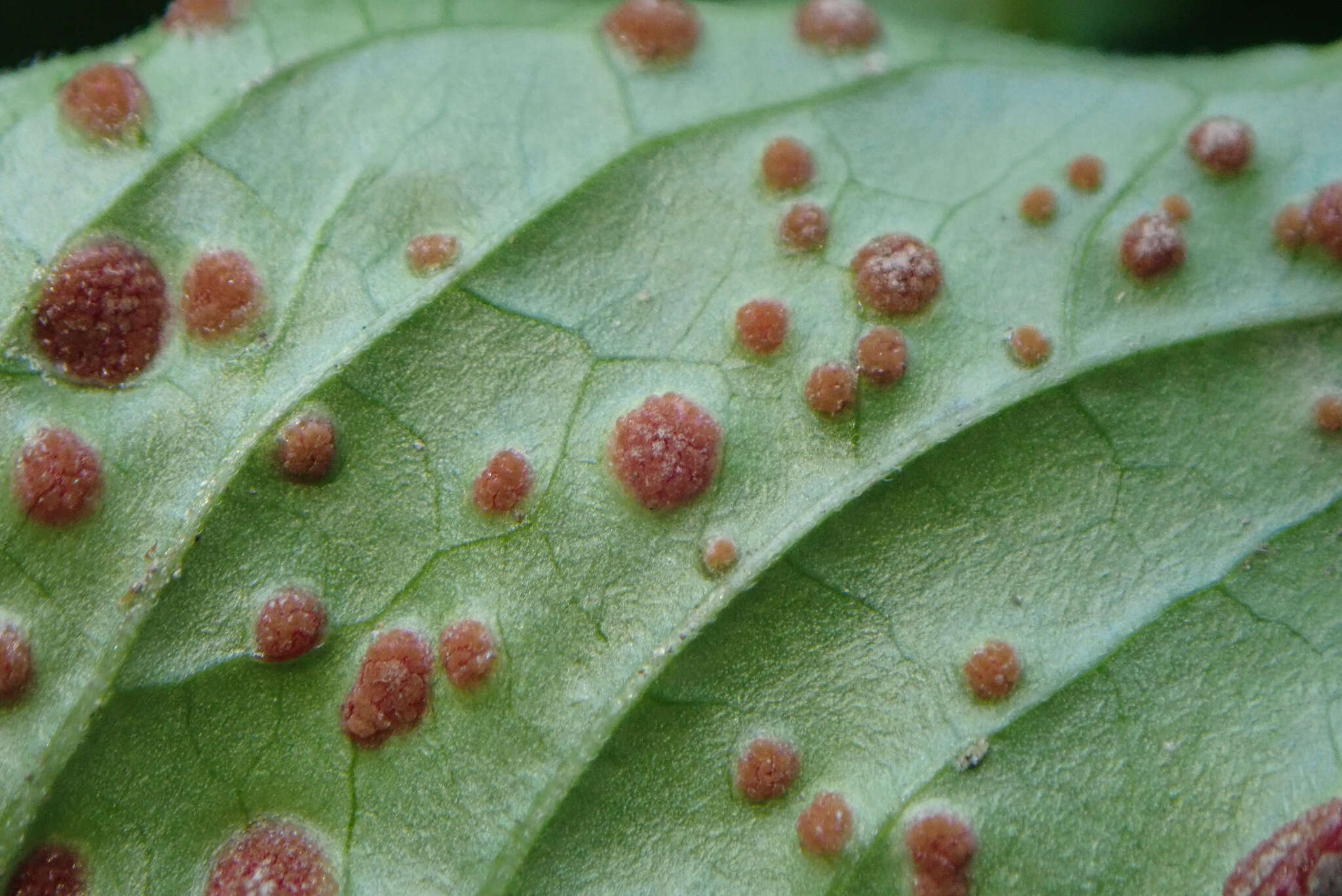 Image of Puccinia circaeae Pers. 1794