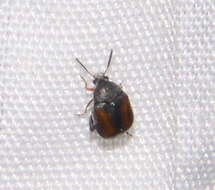 Image of Leaf beetle