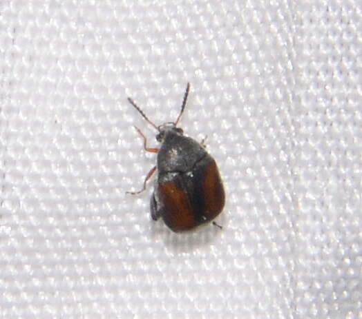 Image of Leaf beetle