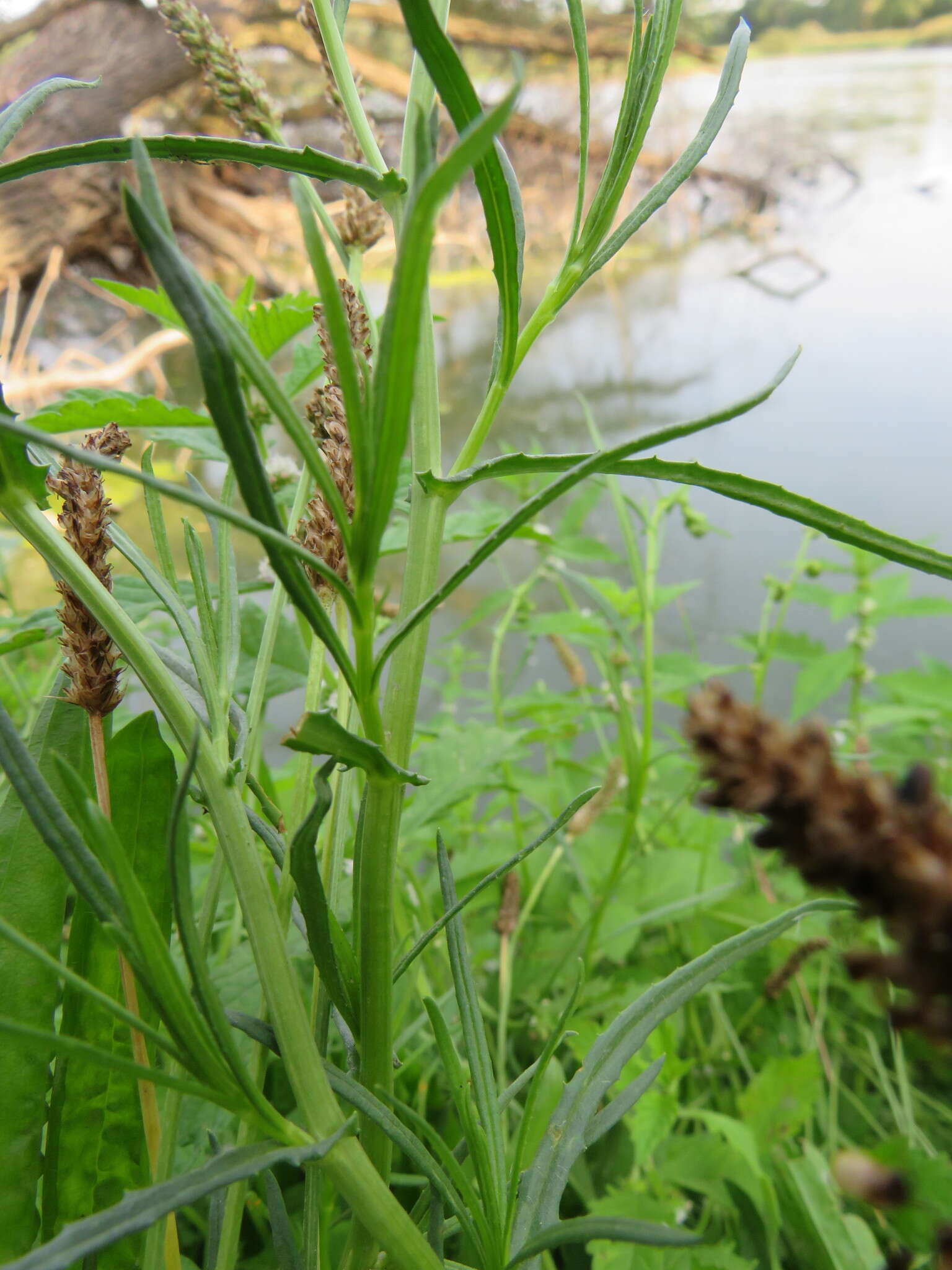 Imagem de Jacobaea paludosa subsp. paludosa