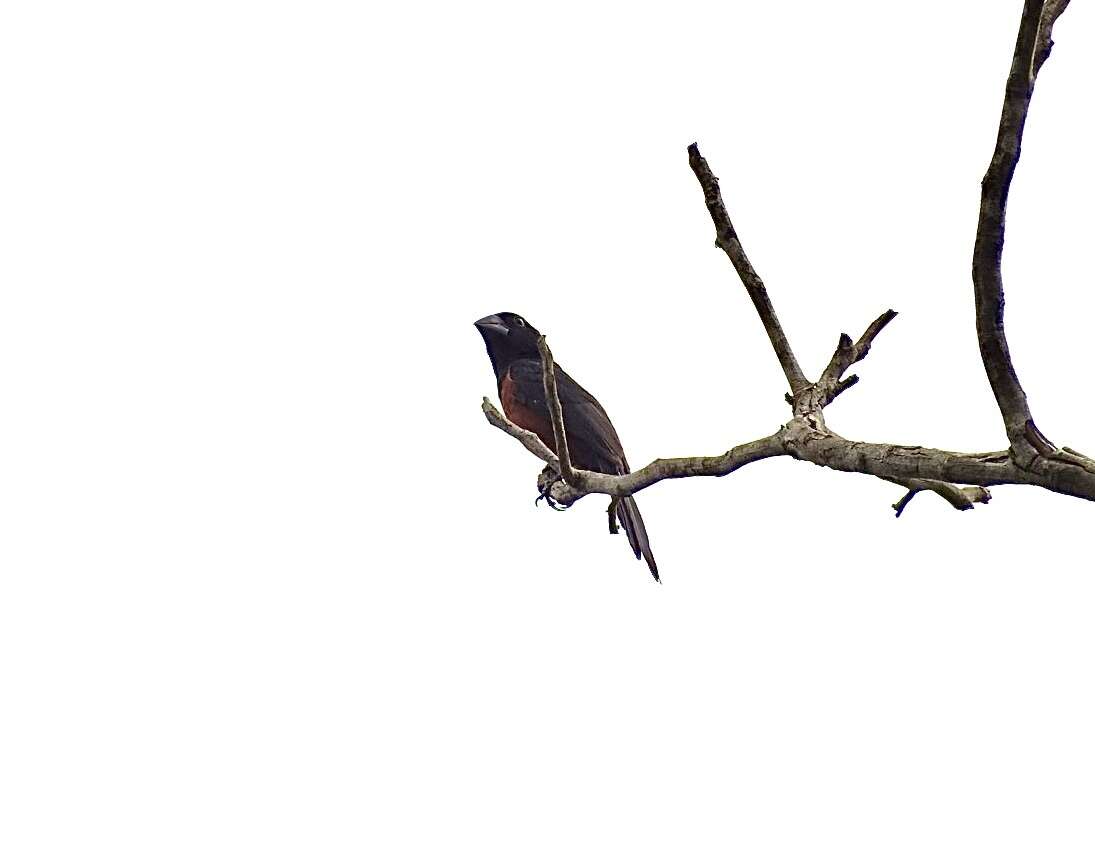 Image of Chestnut-bellied Seed Finch