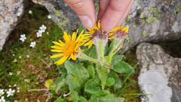 Image of Tephroseris integrifolia subsp. primulifolia (Cufod.) Greuter