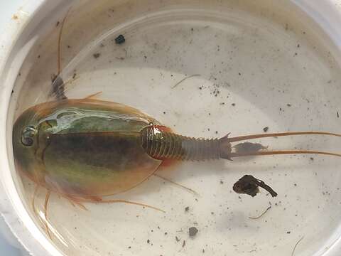 Image of Triops baeticus Korn 2010