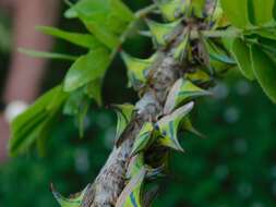 Image of Thorn Treehopper