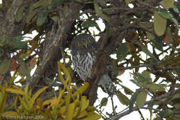 Image of <i>Glaucidium <i>gnoma</i></i> gnoma