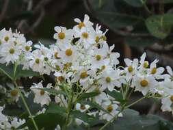 Image de Montanoa hibiscifolia (Benth.) C. Koch