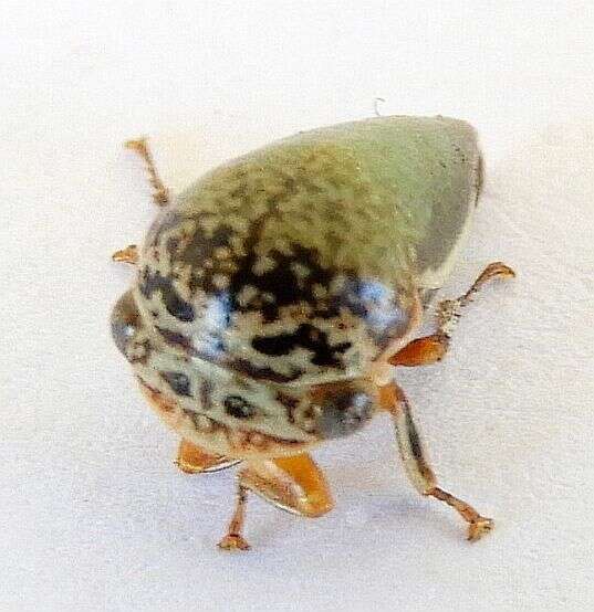 Image of Treehopper