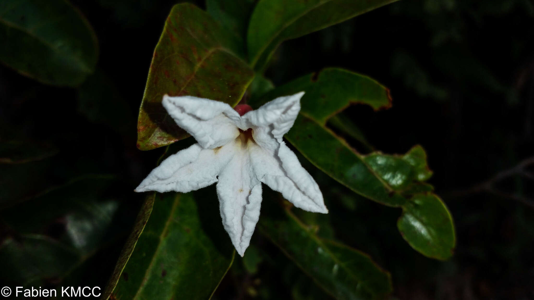 Image of Mascarenhasia lisianthiflora A. DC.