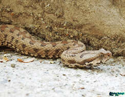 صورة Montivipera latifii (Mertens, Darewsky & Klemmer 1967)