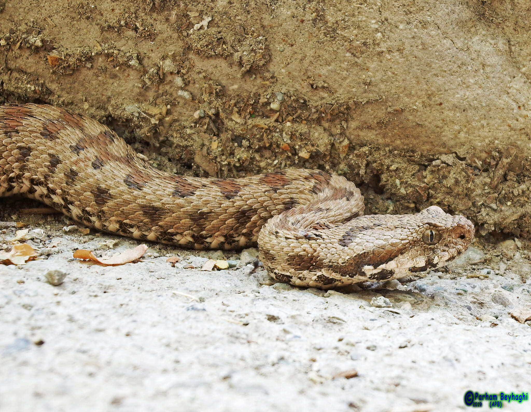 صورة Montivipera latifii (Mertens, Darewsky & Klemmer 1967)