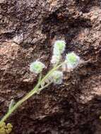 صورة Cryptantha gracilis Osterh.