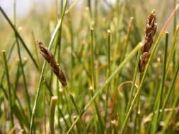 Image of Pacific Bog Sedge