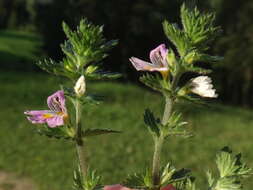 Imagem de Euphrasia officinalis L.