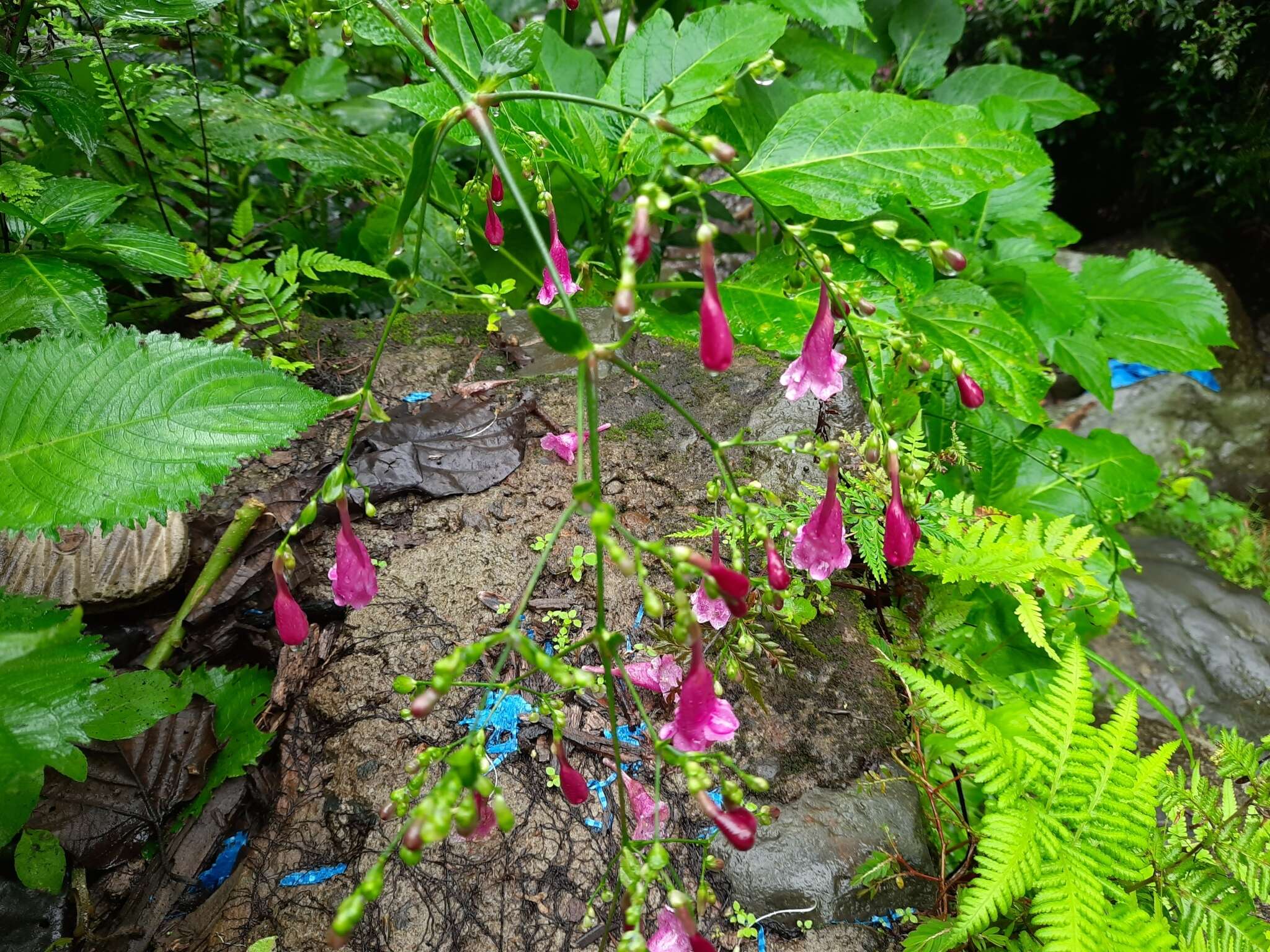 Image of Strobilanthes hamiltoniana (Steudel) J. Bosser & H. Heine