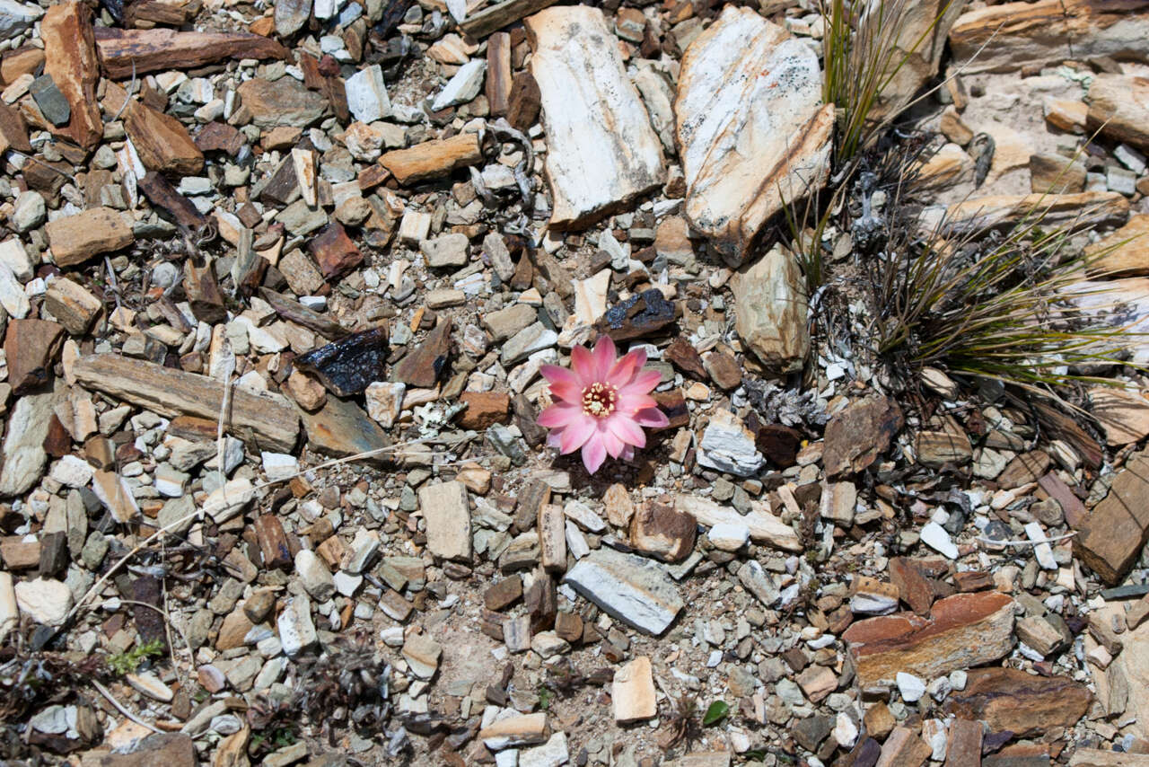 Imagem de <i>Aylostera pygmaea</i>