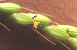 Image of bigleaf bristlegrass