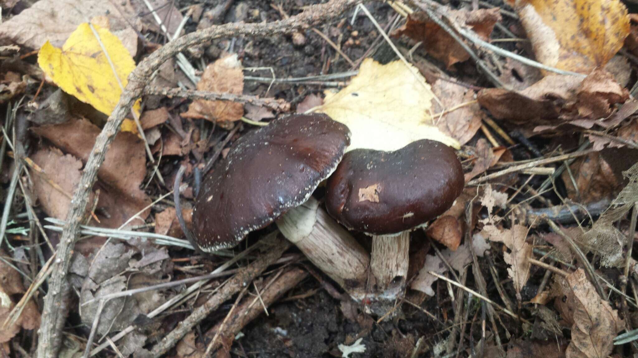 Image of Cyclocybe erebia (Fr.) Vizzini & Matheny 2014