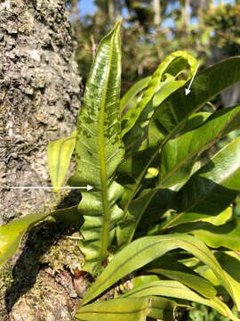 Image of Aglaomorpha coronans (Wall. ex Mett.) Copel.