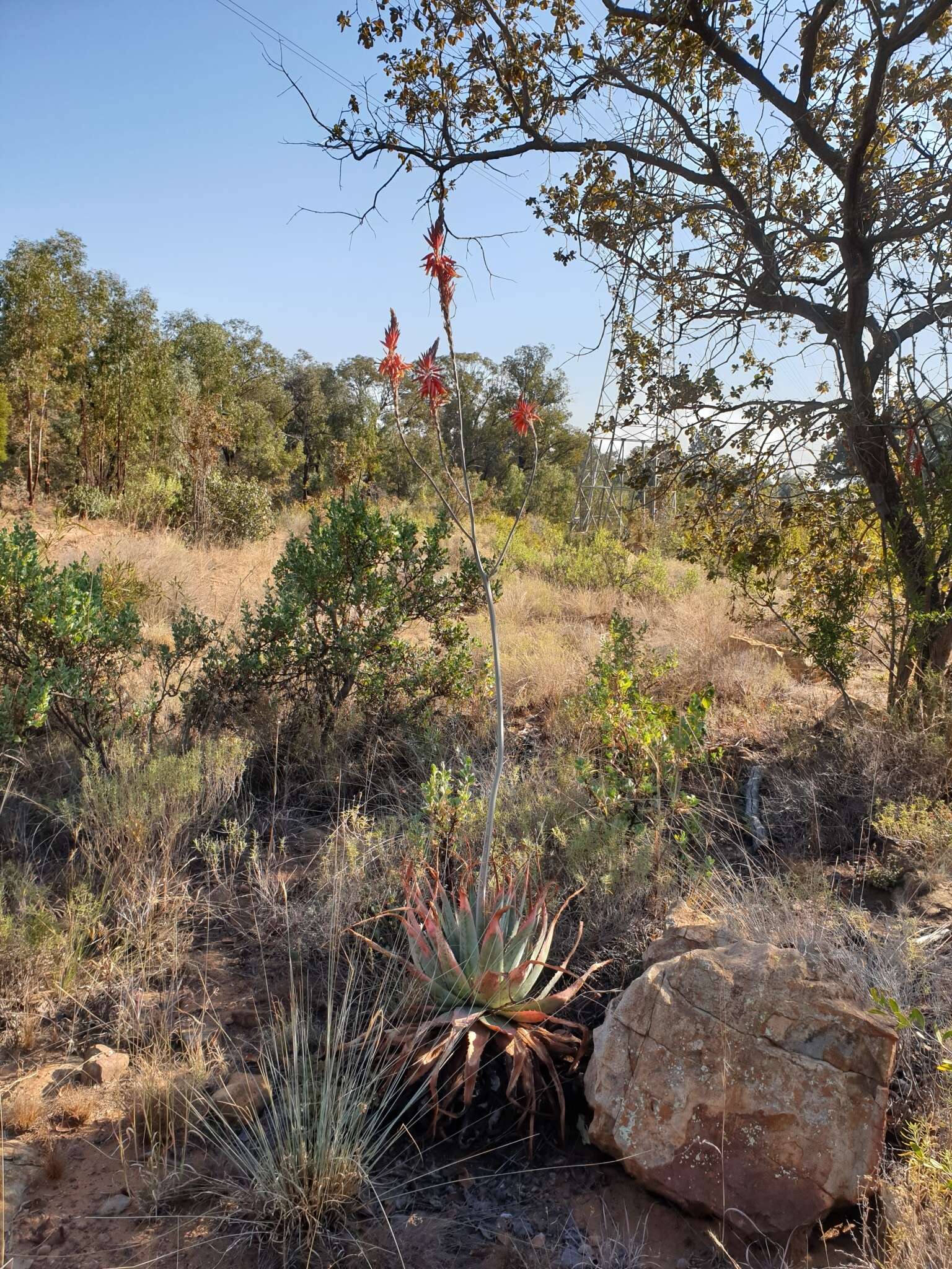 Image of Pretoria aloe