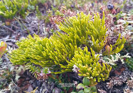 Image of Diphasiastrum complanatum subsp. montellii (Kukk.) Kukk.
