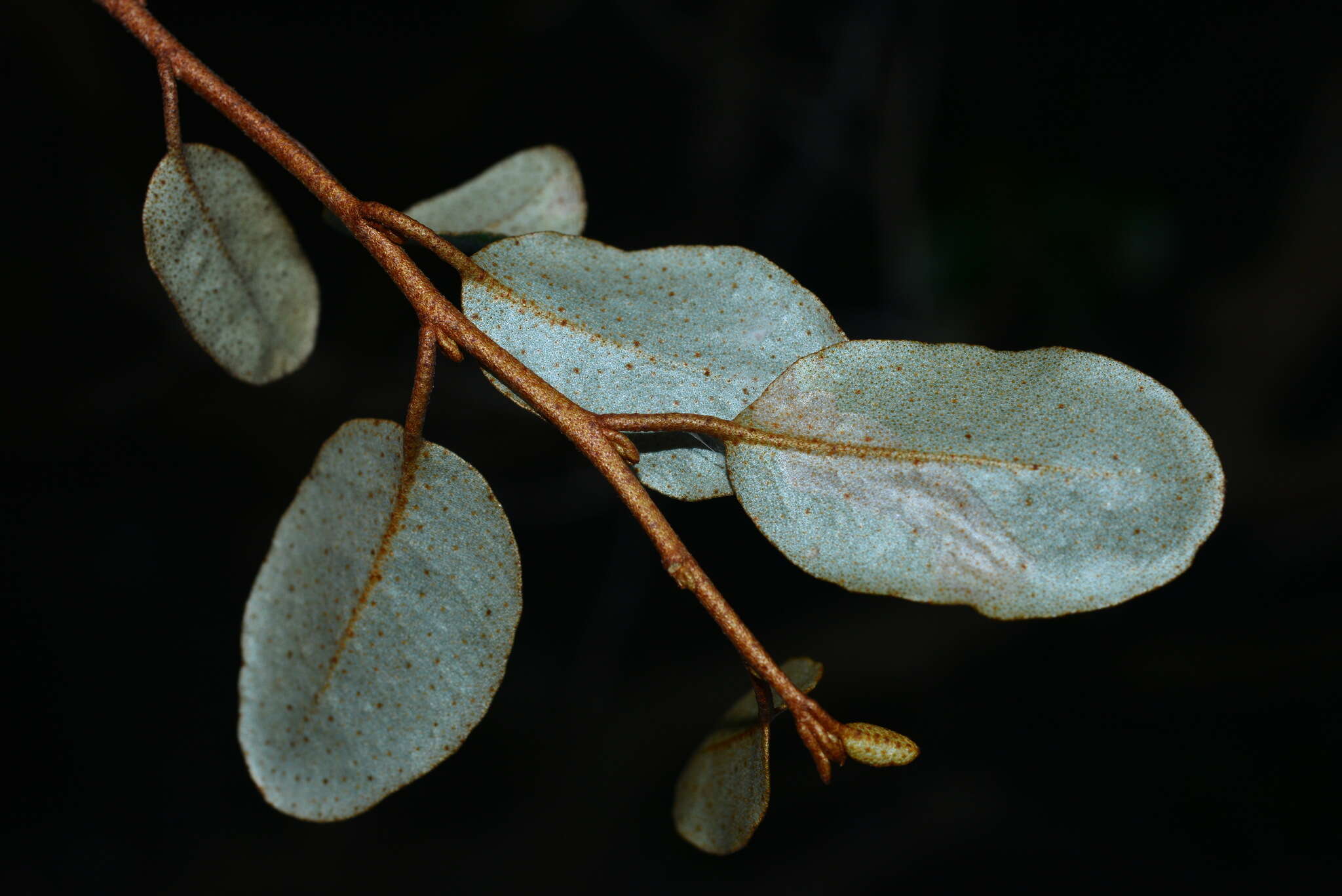 Image of Elaeagnus macrophylla Thunb.