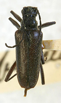 Image of <i>Acmaeops proteus</i> (Kirby 1837)