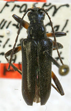 Image of <i>Acmaeops proteus</i> (Kirby 1837)