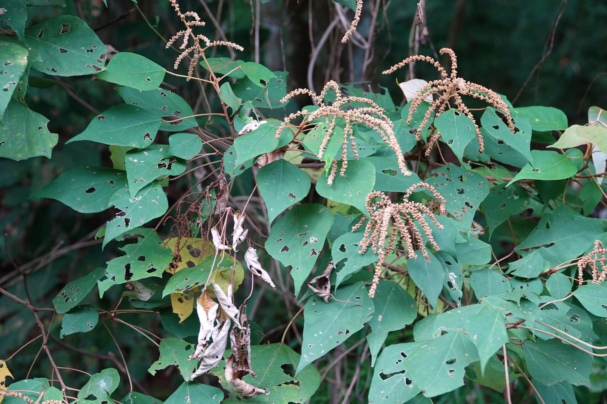 Plancia ëd Mallotus paniculatus (Lam.) Müll. Arg.