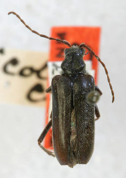Image of <i>Acmaeops proteus</i> (Kirby 1837)