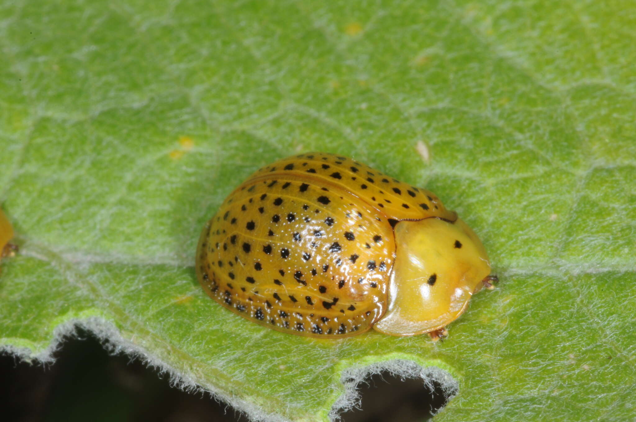 Image of Chelymorpha reimoseri Spaeth 1928