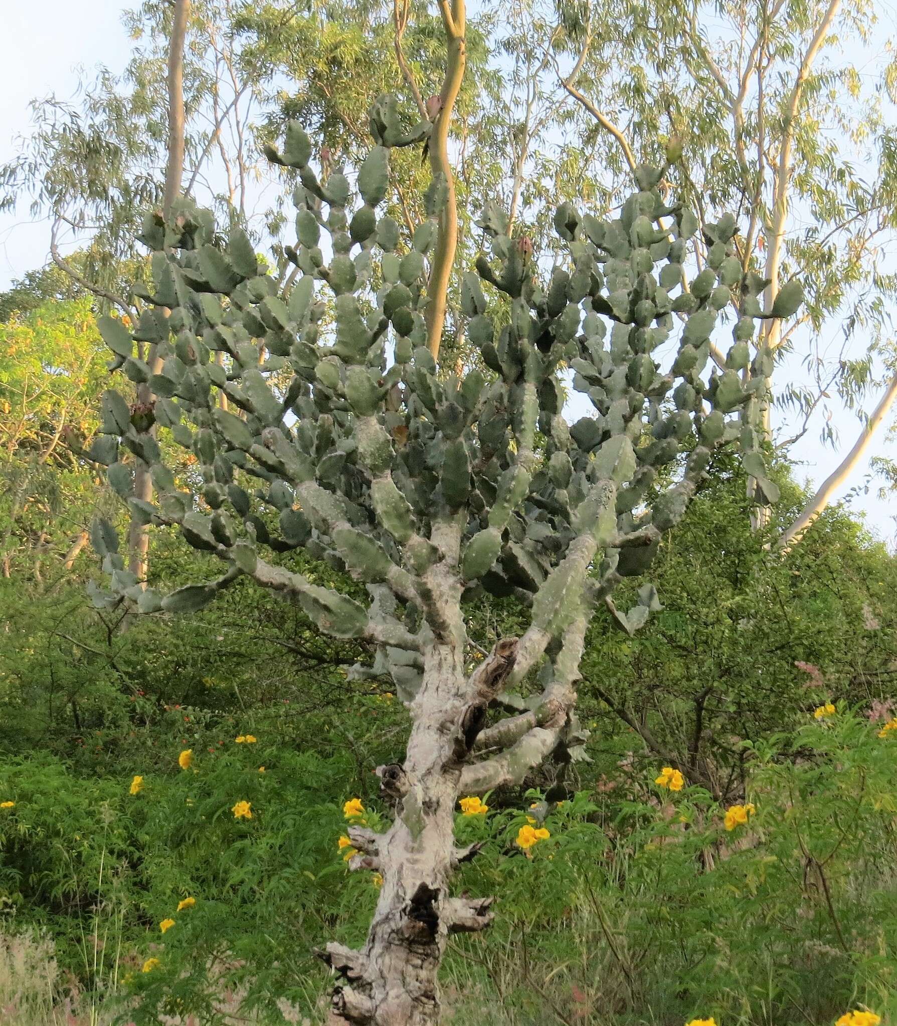 Image of Euphorbia antiquorum L.