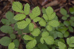 Image de Astilbe rubra Hook. & Thomson