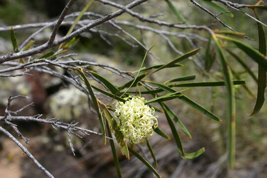 Image of Stenocarpus angustifolius C. T. White