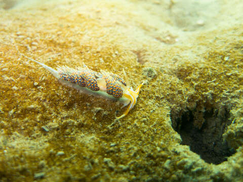 Image of four-colour nudibranch