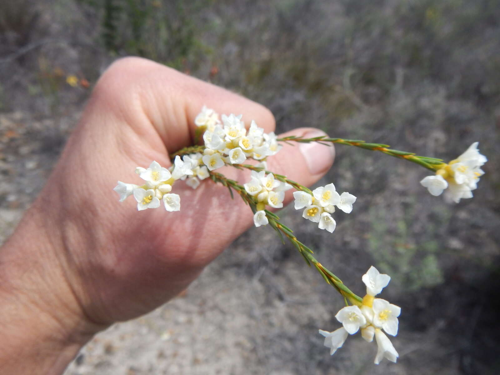 Image of Lachnaea capitata (L.) Cr.