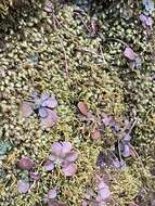 Image of aulacomnium moss