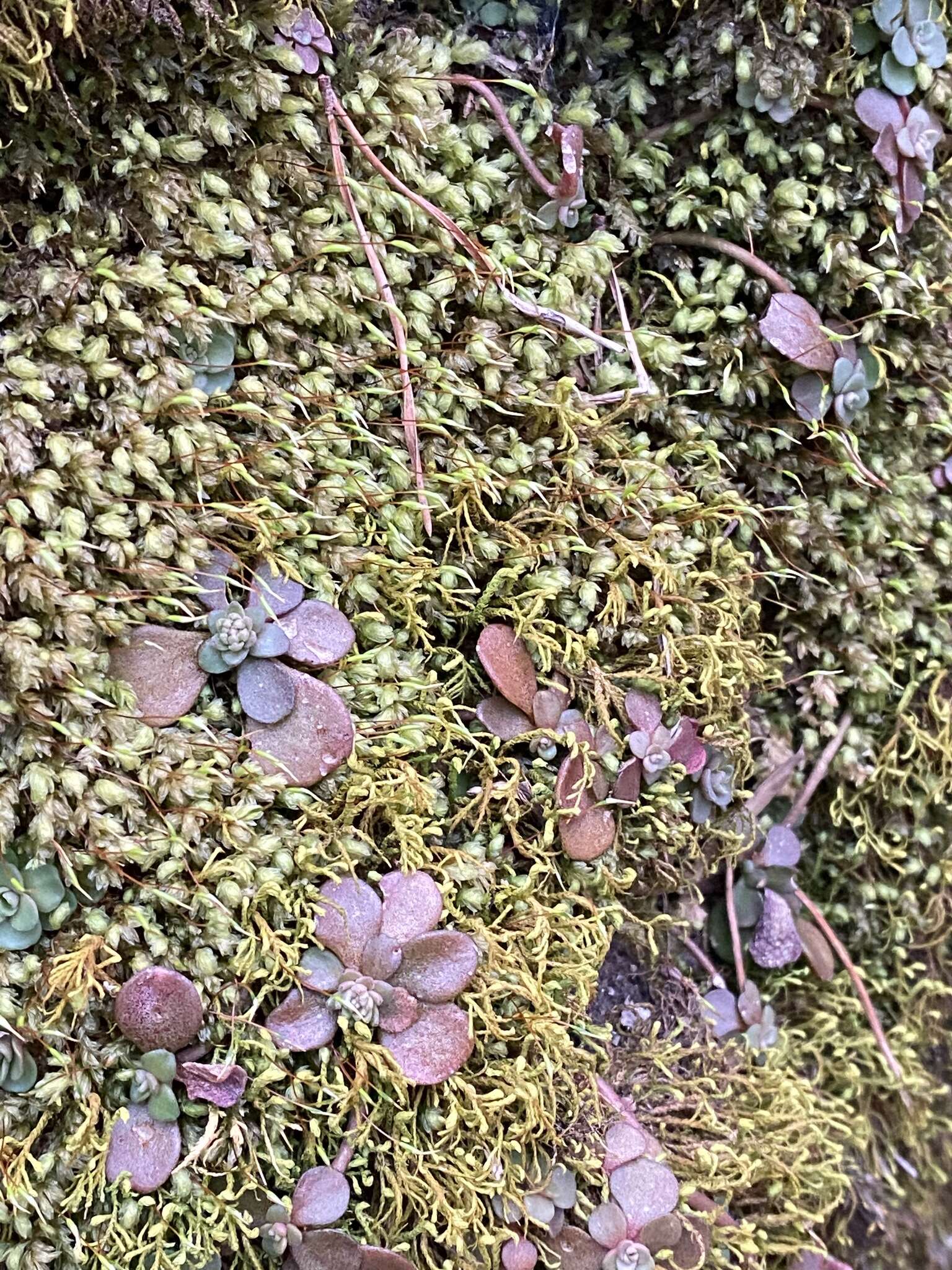 Image of aulacomnium moss