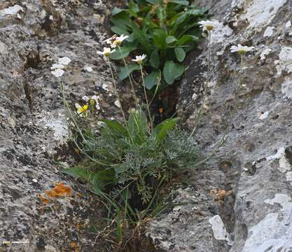 Image of Anthemis samariensis Turland