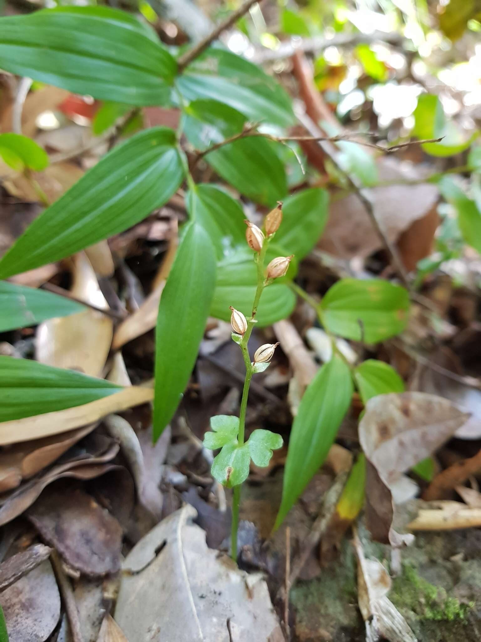 Acianthus amplexicaulis (F. M. Bailey) Rolfe resmi