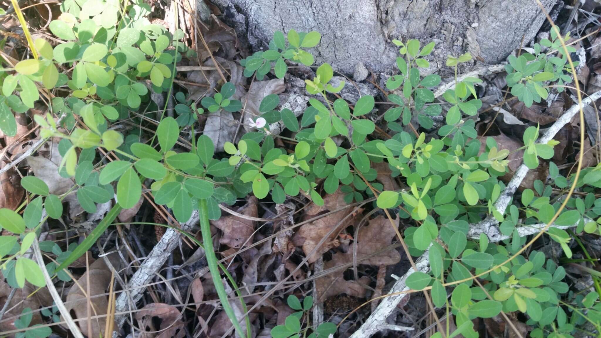 Image de Lespedeza procumbens Michx.