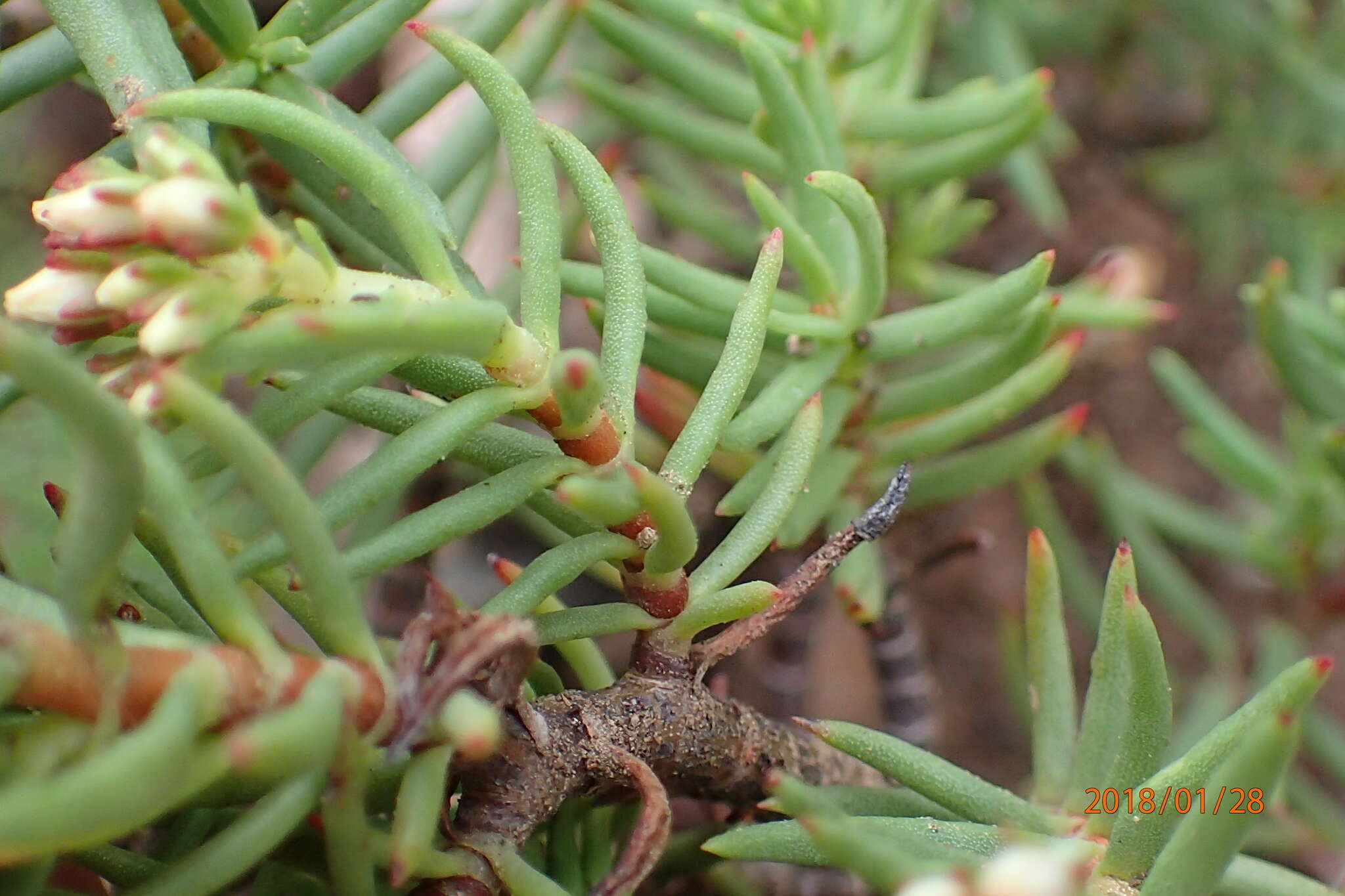 Image of Crassula sarcocaulis subsp. rupicola Tölken