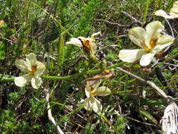 Image of Wachendorfia brachyandra W. F. Barker