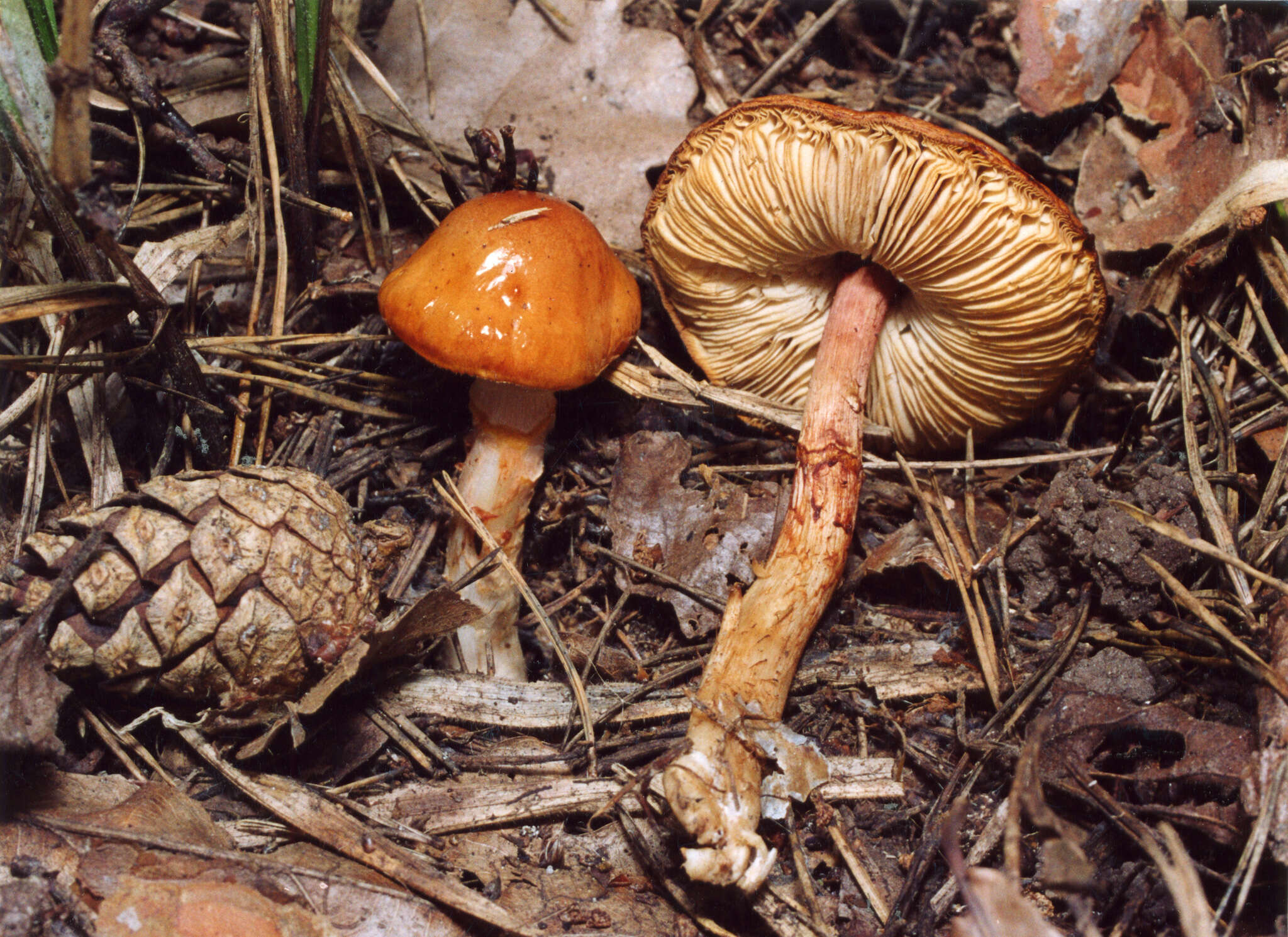 Image of Limacella delicata (Fr.) Earle ex Konr. & Maubl. 1930