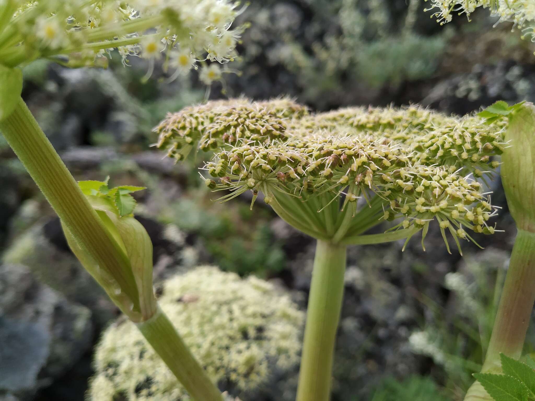 Слика од Angelica saxatilis Turcz. ex Ledeb.