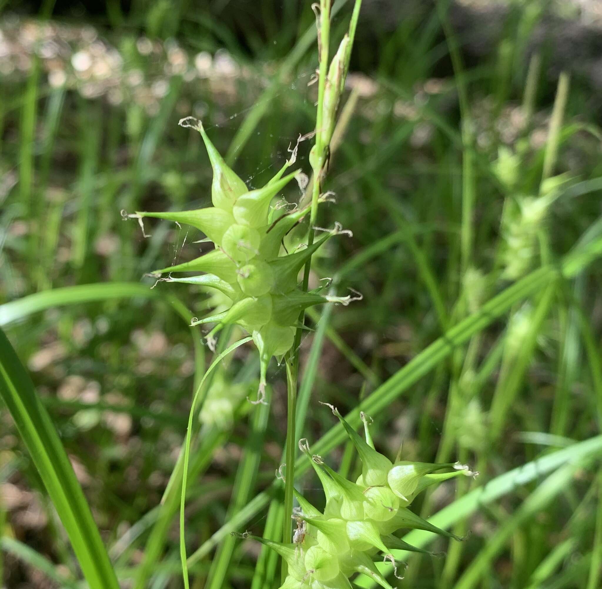 Image de Carex gigantea Rudge