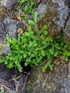 Plancia ëd Selaginella douglasii (Hook. & Grev.) Spring