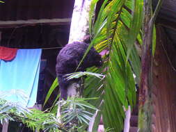 Image of Black Flying Squirrel